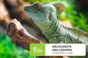 Découverte des lézards - Dimanche 6 mars 2022